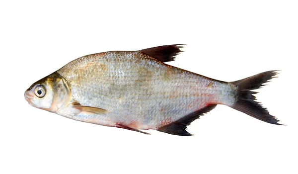 Pescado fresco aislado sobre fondo blanco — Foto de Stock