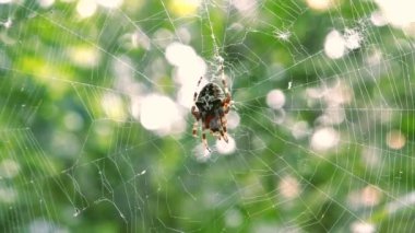 ormandaki Web Spider