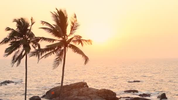 India Goa Vagator beach February 20, 2013. Palm Trees Silhouette At Sunset — Stock Video