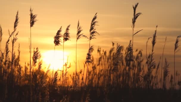 Vysoká reed proti západu slunce obloha v bezvětří den — Stock video