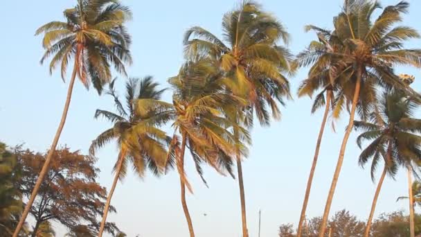 Kokospalmer och himmel — Stockvideo