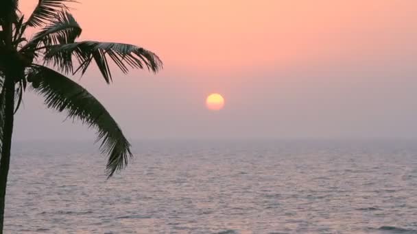 Silhouette de palmiers au coucher du soleil — Video