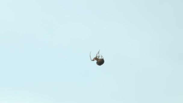 Pavouk na webu přes modré oblohy — Stock video