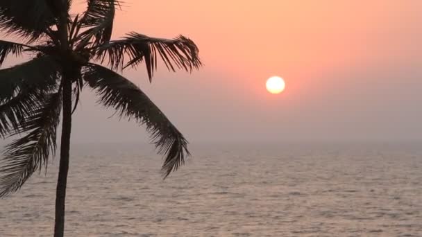 Silueta de palmeras al atardecer — Vídeos de Stock