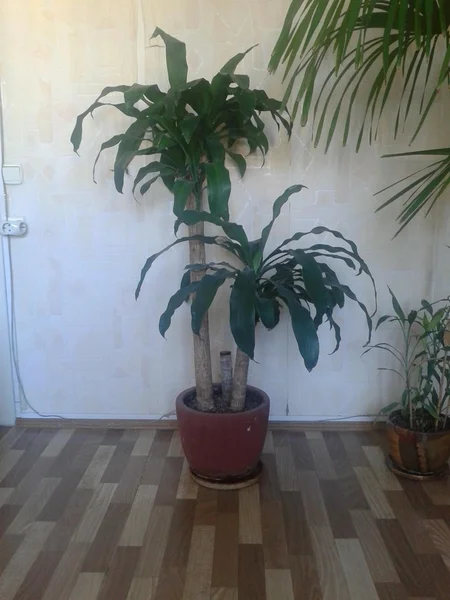 Декоративной пальма — 스톡 사진