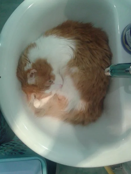 Кот спит в раковине — ストック写真