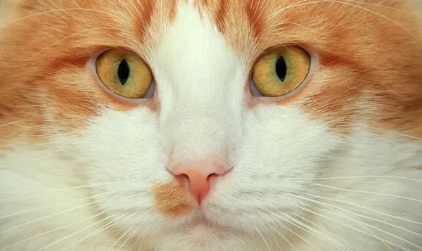 Rosto de gato vermelho e branco — Fotografia de Stock