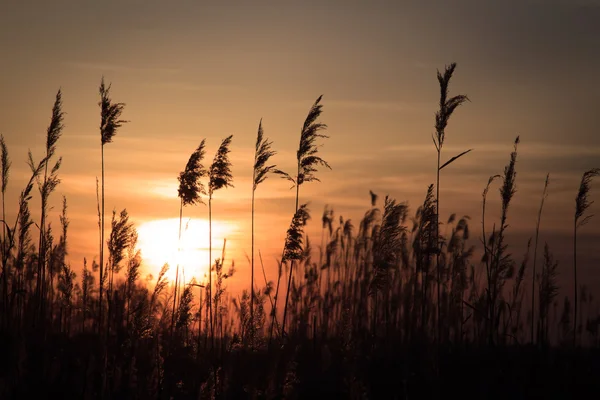 The tall rush in the rays of the rising sun — Stock Photo, Image