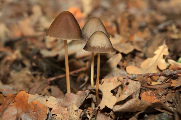 Magic Mushroom in the forest — Stock Photo, Image