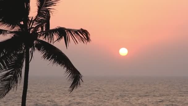 Силует пальмових дерев на заході сонця — стокове відео