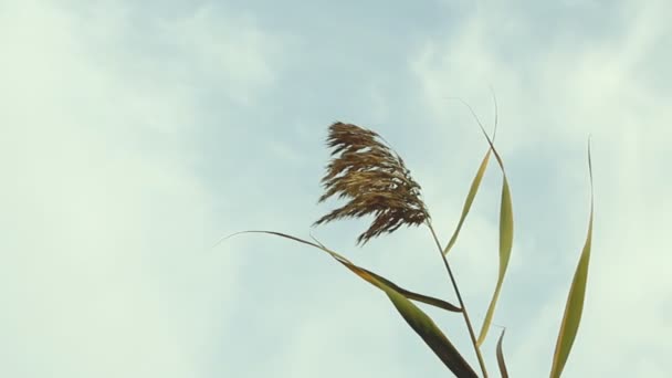 Baston gökyüzüne karşı sallanan rüzgarlı — Stok video