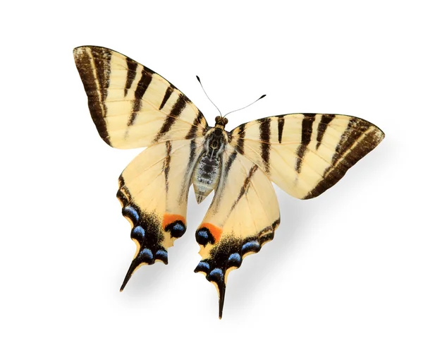 Желтая бабочка изолирована на белом — стоковое фото