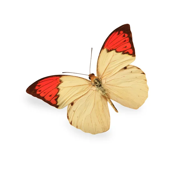 Бежевая и красная бабочка изолированы на белом — стоковое фото