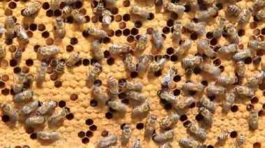 Arı sürüsü bal üretmek