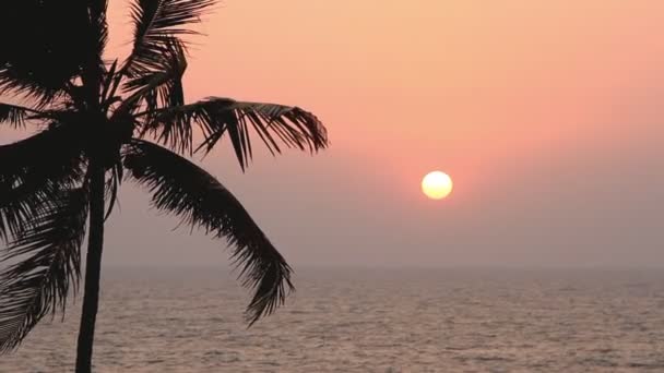 Gün batımında palmiye ağaçları silueti — Stok video