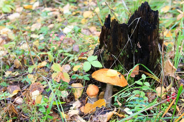 Beaux champignons d'automne dans la forêt — Photo