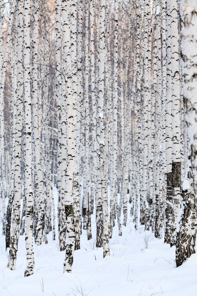 Winter birch forest, january