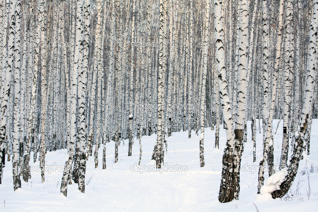 Winter birch forest.