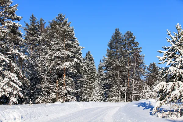 Foresta invernale — Foto Stock