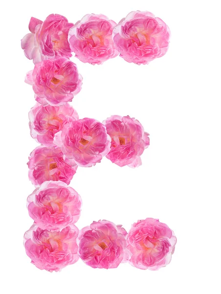 Letter E of the alphabet made ??of pink roses. Isolated. — Stock Photo, Image