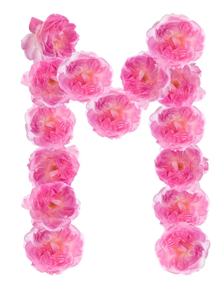 Letter M of the alphabet made of pink roses. Isolated. — Stock Photo, Image