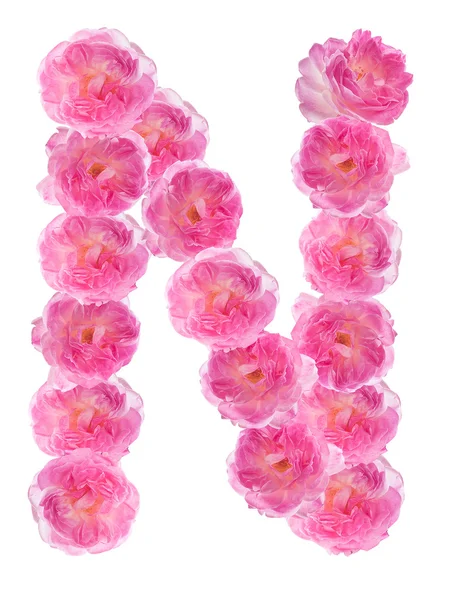 Letter N of the alphabet made of pink roses. Isolated. — Stock Photo, Image