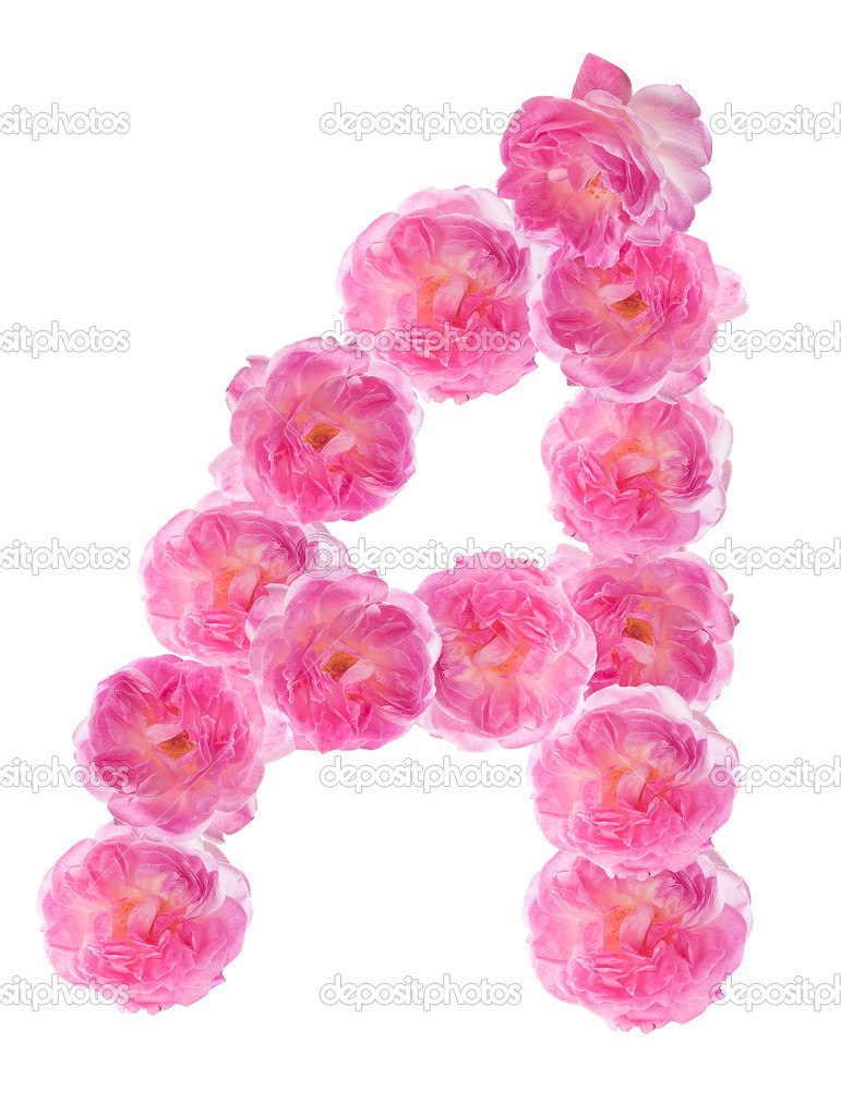 Letter A of the alphabet made of pink roses. Isolated.