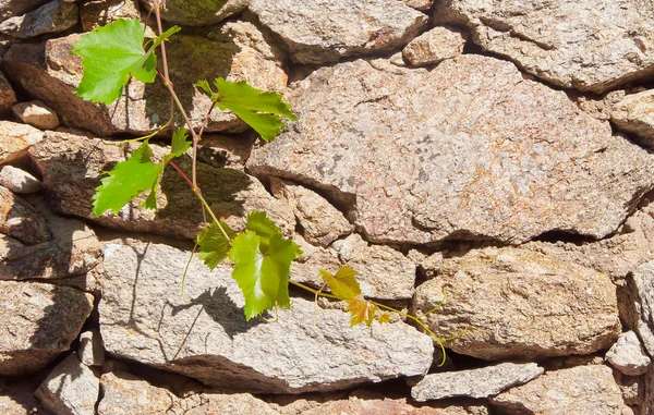 Branche verte de raisins sur le mur de fond de pierre brute . — Photo