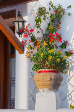 güzel çiçekler ve Begonvil giriş t yakınındaki bir tencerede