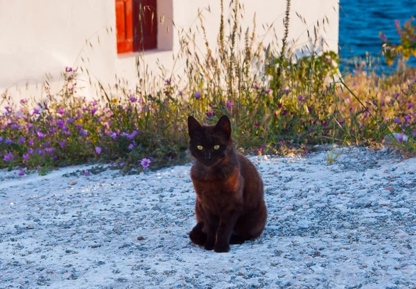 Řecké kočka - černá kočka sedí na chodníku vedle květin, c — Stock fotografie
