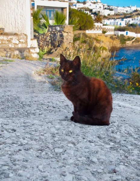 Řecké kočka - černá kočka sedí na chodníku vedle květina — Stock fotografie