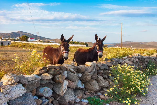 kır çiçekleri ile sahada TOW eşek. Mykonos. Yunanistan.