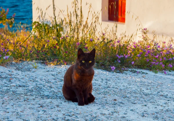 Řecké kočka - černá kočka sedí na chodníku — Stock fotografie