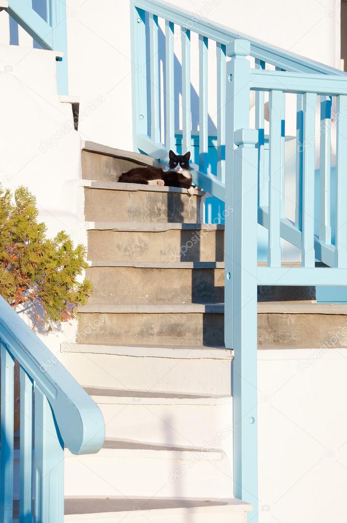Greek cats - beautiful cats sitting on the stairs at the entranc