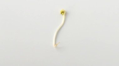 soya. Bölüm 1.