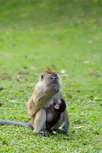 Monkey breastfeed her baby — Stock Photo, Image