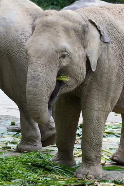 Elephant — Stock Photo, Image