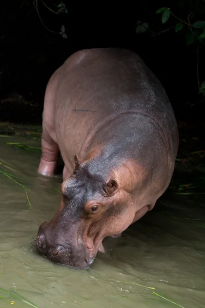 Hippo — Stock Photo, Image