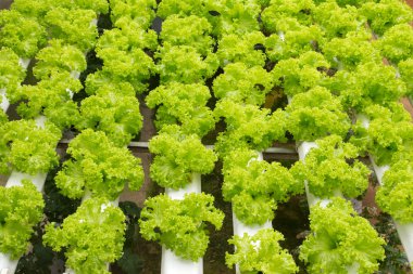 hydroponic sebze çiftliği