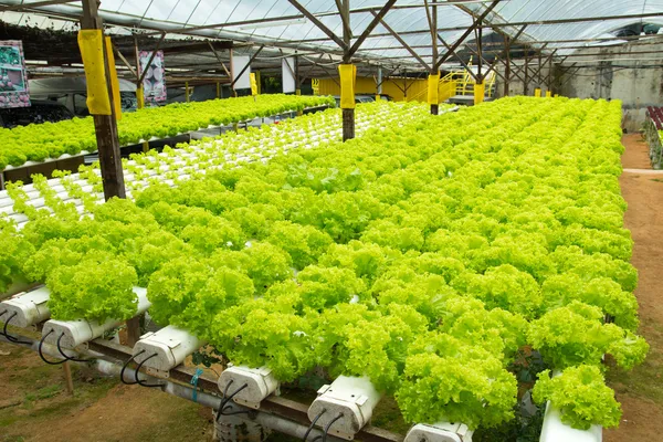 Hydroponische Gemüsefarm — Stockfoto