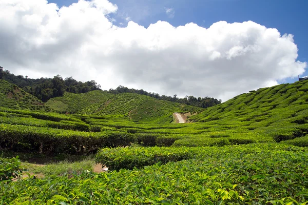 Teeplantage — Stockfoto