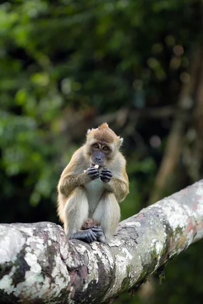 Monkey — Stock Photo, Image