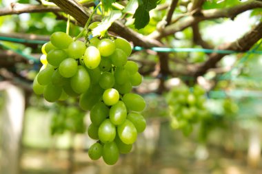 Yeşil üzüm