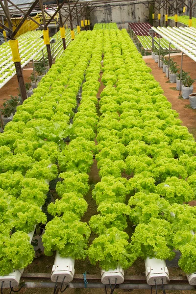 Hydroponické zeleninové farma — Stock fotografie