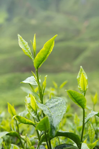 Hojas de té —  Fotos de Stock