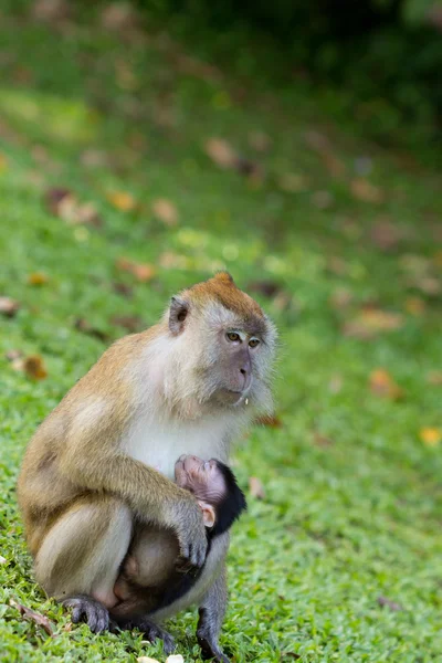 Monkey breastfeed her baby — Stock Photo, Image