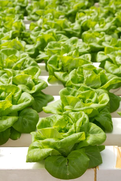 Hydroponic vegetable — Stock Photo, Image