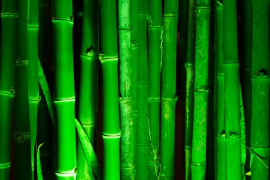 Bambu ormanı