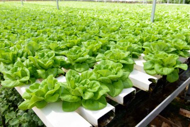 hydroponic sebze