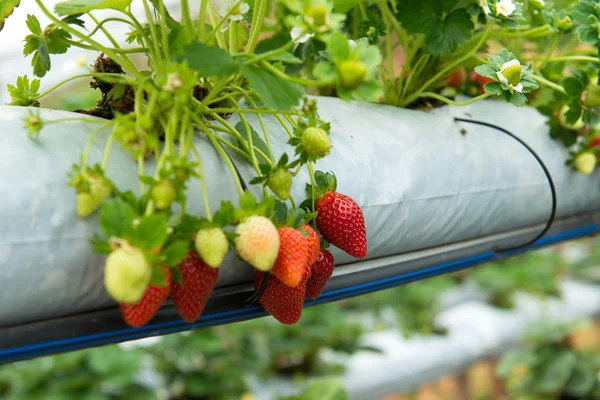 Pianta di fragole — Foto Stock